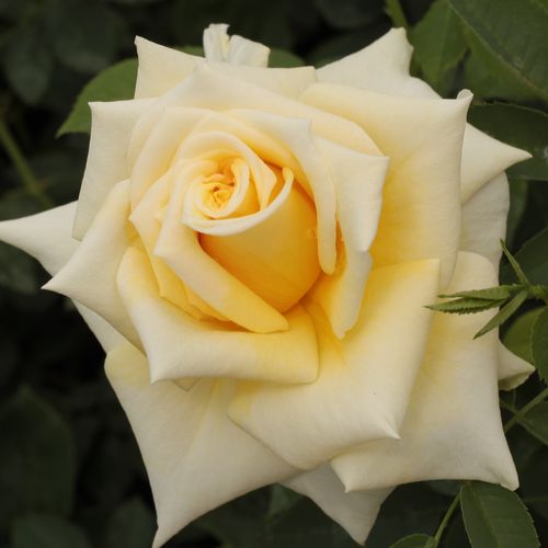 Shop - Rosa Royal Gold - gelb - kletterrosen - mittel-stark duftend - Dennison Harlow Morey - Grelle, kegelförmige Blüten, auch als Schnittrose geeignet.